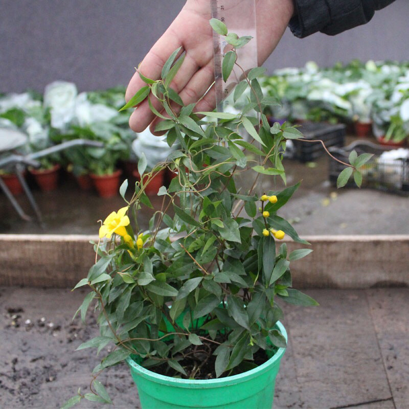 法国香水藤爬藤植物盆栽苗香水茉莉耐寒带土发货秋冬开花