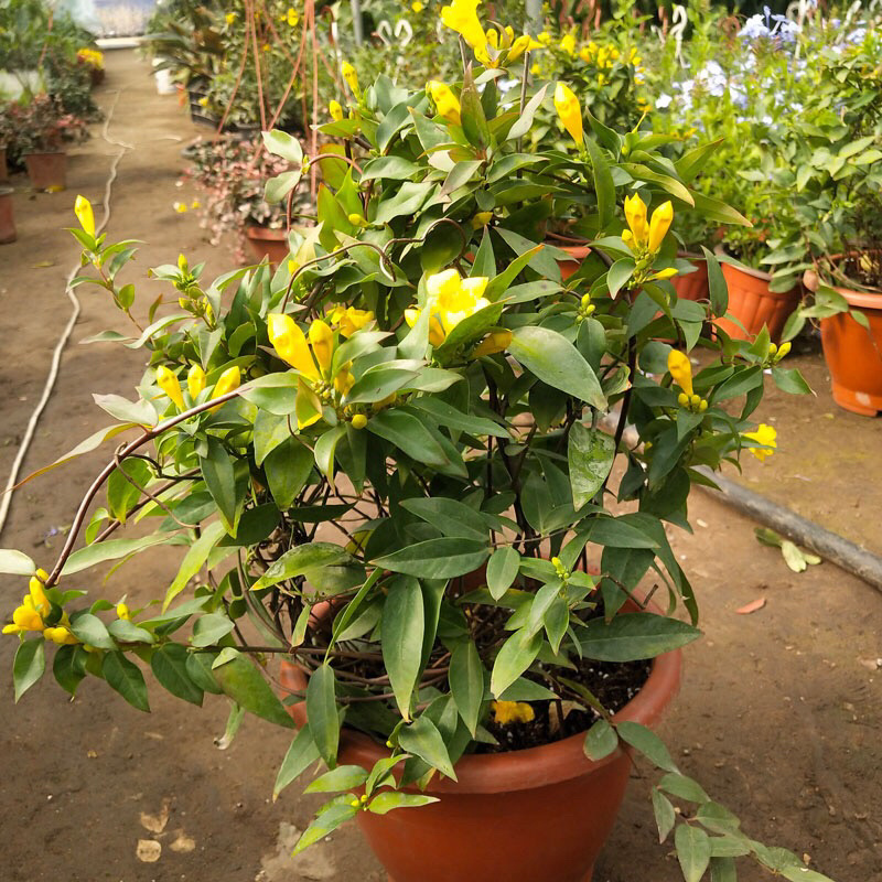 法国香水藤爬藤植物盆栽苗香水茉莉耐寒带土发货秋冬开花