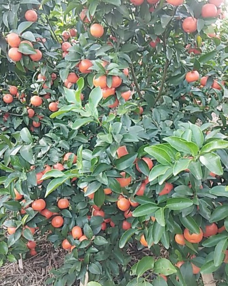 桂林优质沙糖桔，货源稳定，5千亩合作基地，专业团队代收。
