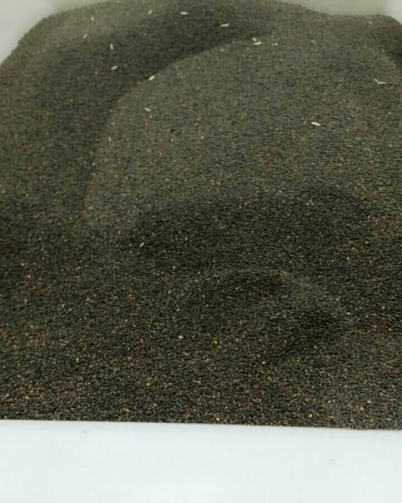食用薄荷种子荆芥薄荷留兰香猫，薄荷驱蚊草植物阳台盆栽草