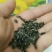 观赏向日葵种玩具熊向日葵种子迷你向日葵种子多头向日葵种子