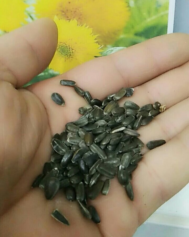 观赏向日葵种玩具熊向日葵种子迷你向日葵种子多头向日葵种子
