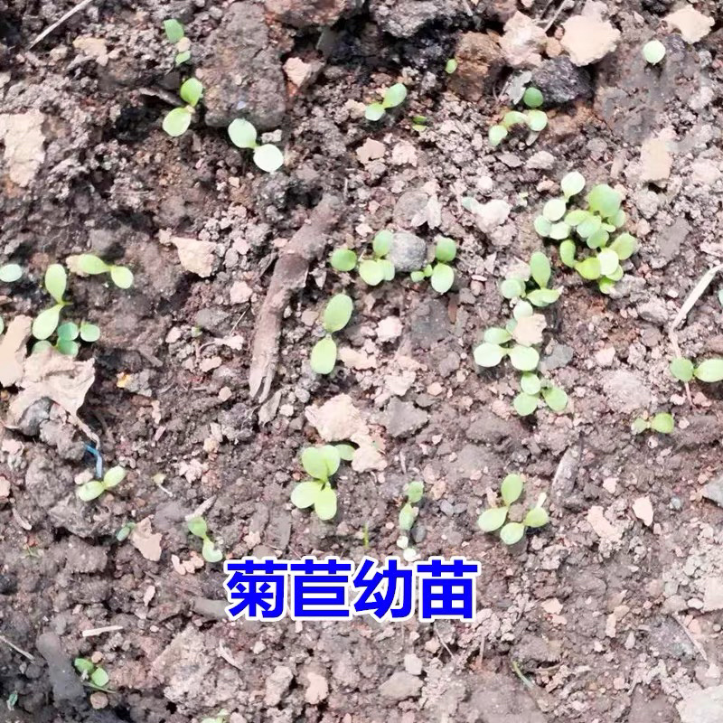 菊苣种子牧草种子多年生四季高产养殖鱼草种子