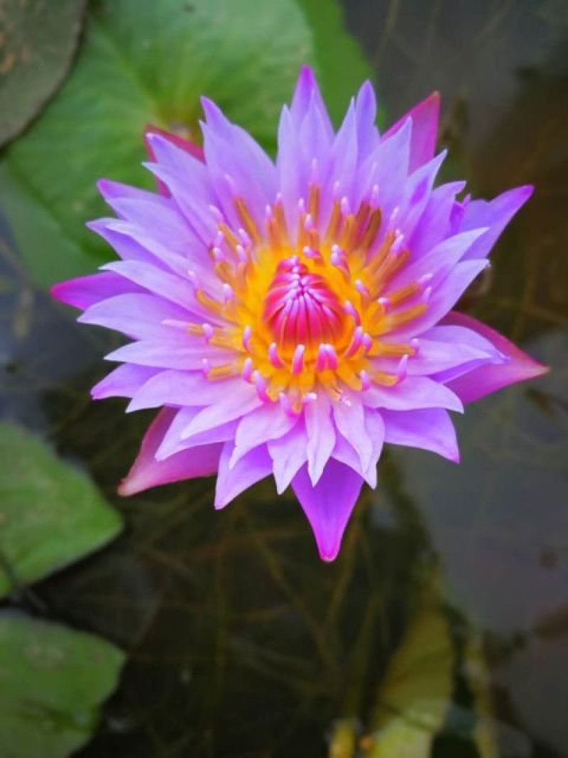 池塘水池大睡莲睡莲根块水培植物水生根块大睡莲花根