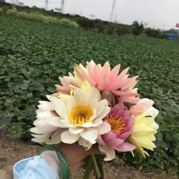 池塘水池大睡莲睡莲根块水培植物水生根块大睡莲花根