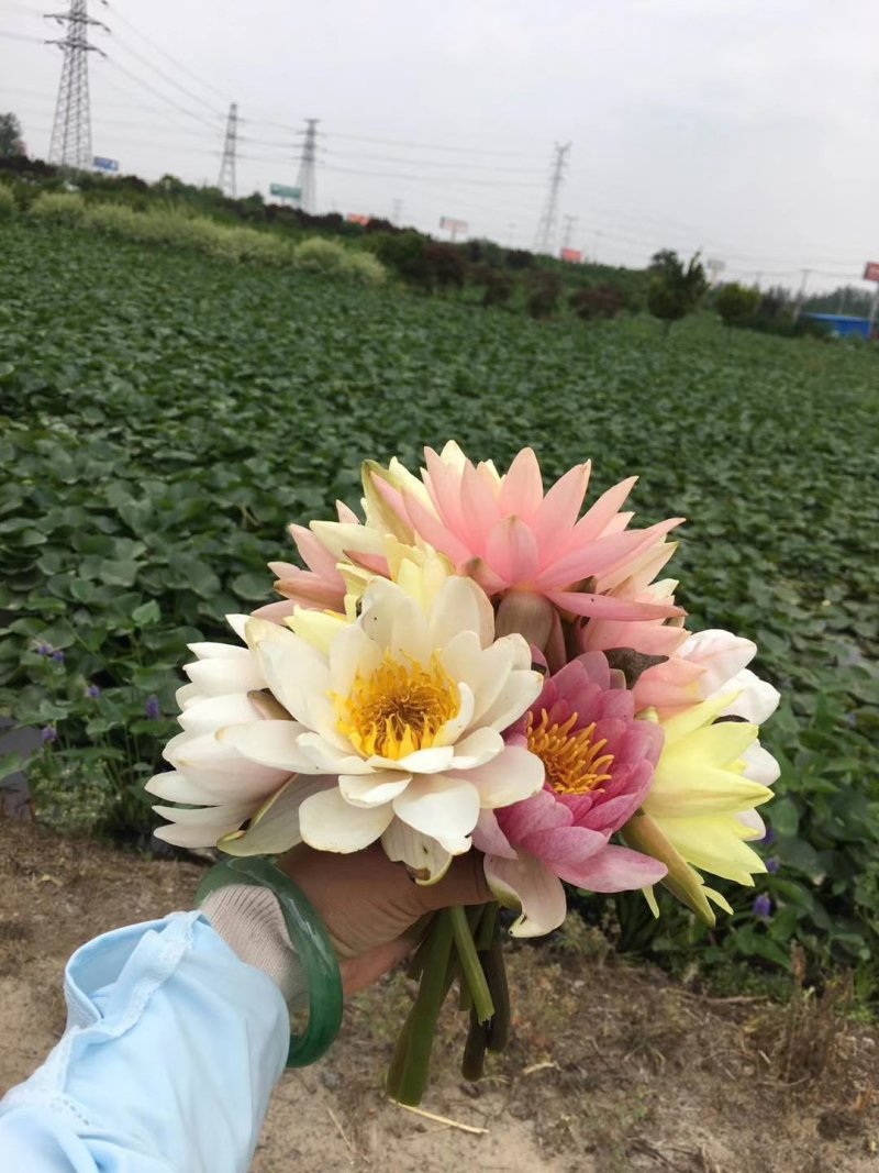 池塘水池大睡莲睡莲根块水培植物水生根块大睡莲花根