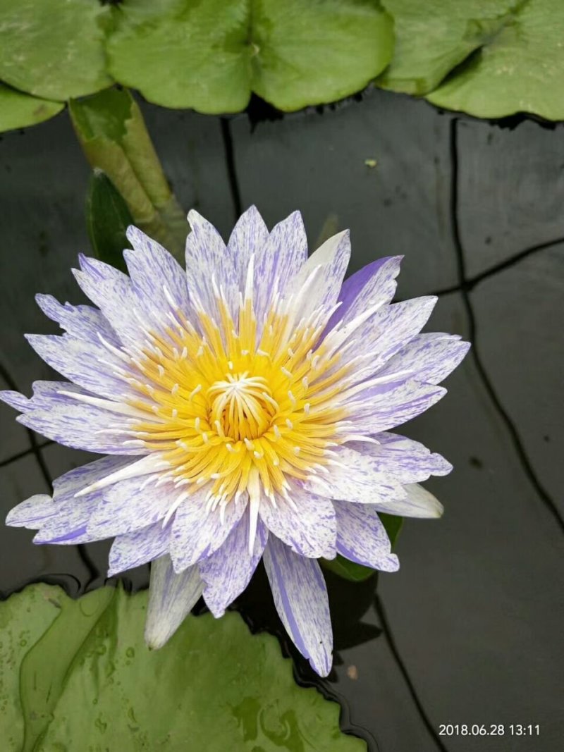 池塘水池大睡莲睡莲根块水培植物水生根块大睡莲花根