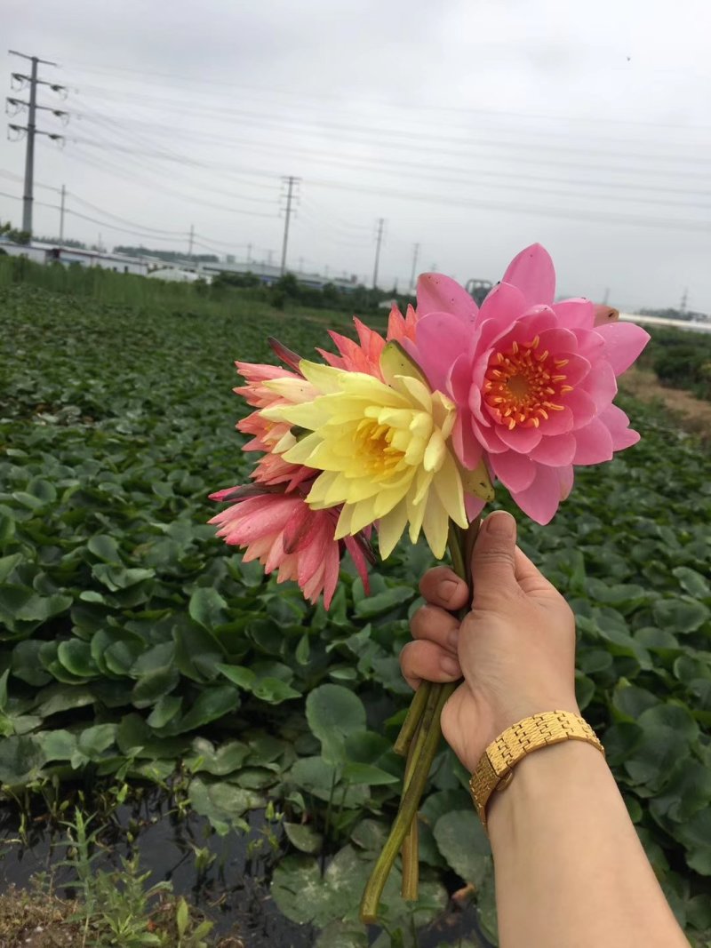 池塘水池大睡莲睡莲根块水培植物水生根块大睡莲花根