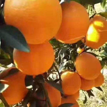 赣南脐橙，一手货源质量保证，量大从优