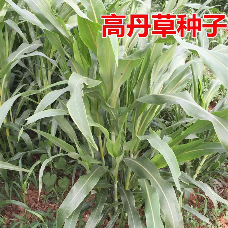 苏丹草种子高丹草草籽牧草种子鱼草种籽四季养殖牛羊