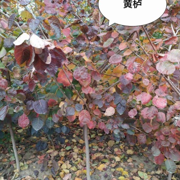 2020-3-15号预售，黄栌2-10公分