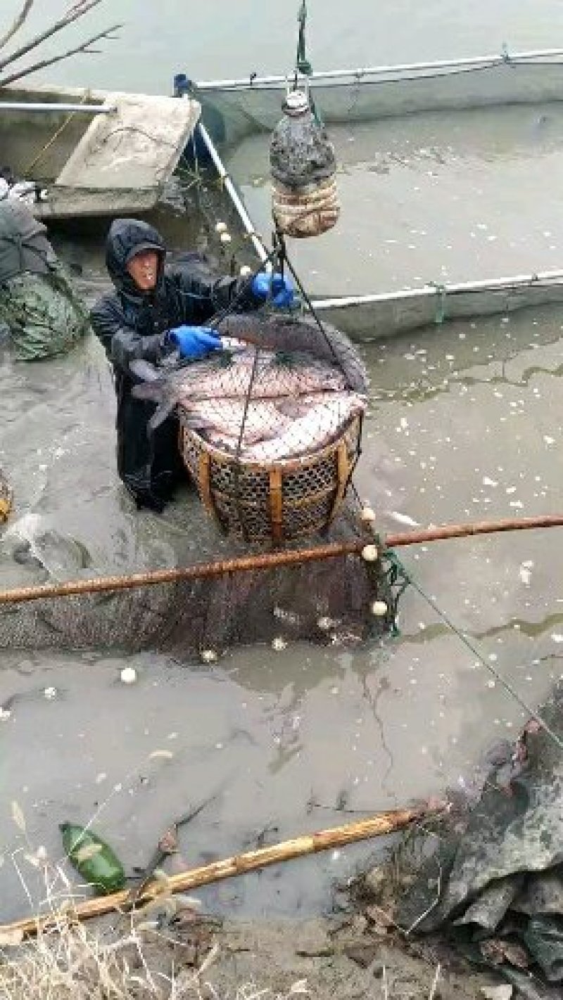 大青鱼
