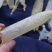 精选特级深海鲈鱼黄花胶筒200头一斤装
