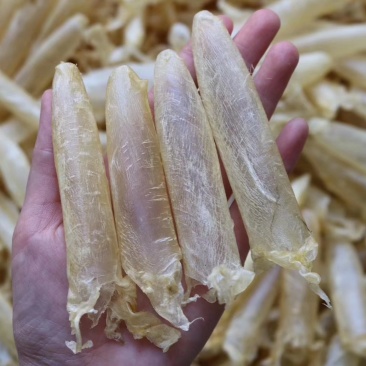 精选特级深海鲈鱼黄花胶筒200头一斤装