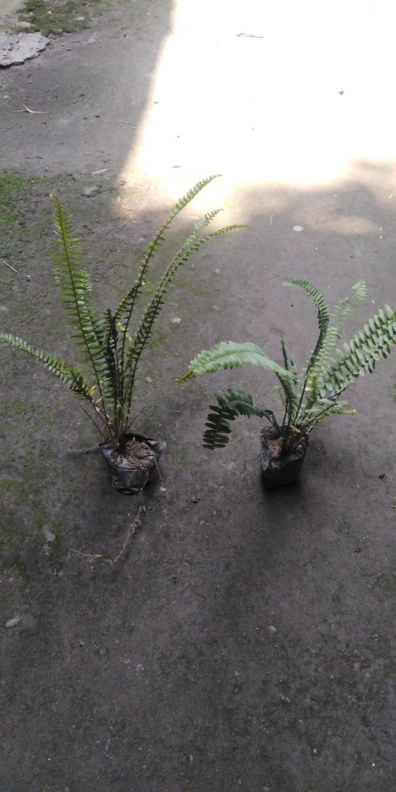 四川肾蕨苗肾蕨小杯苗/地苗出售量多5-20片叶子