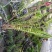 四川肾蕨苗肾蕨小杯苗/地苗出售量多5-20片叶子