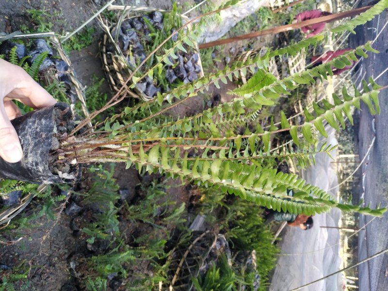 四川肾蕨苗肾蕨小杯苗/地苗出售量多5-20片叶子