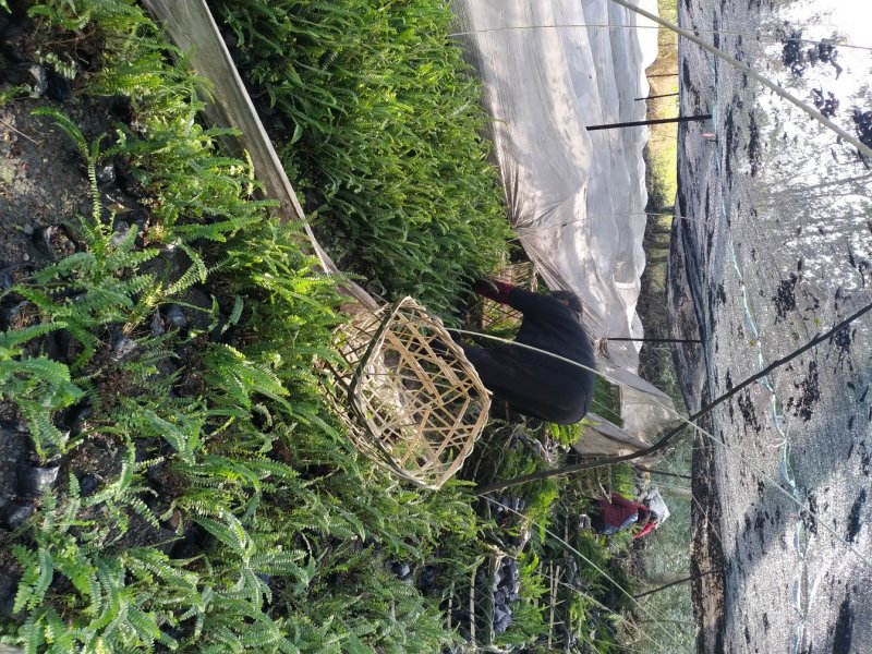 四川肾蕨苗肾蕨小杯苗/地苗出售量多5-20片叶子