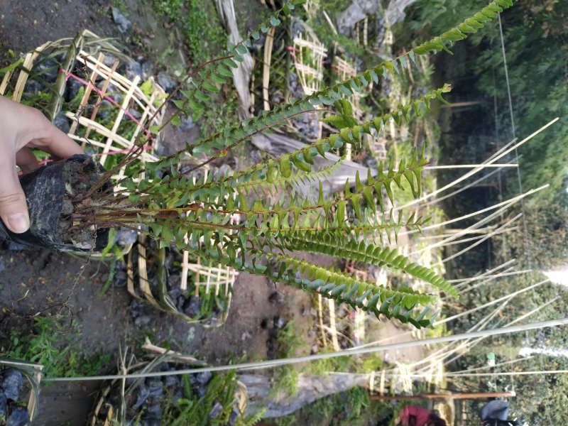四川肾蕨苗肾蕨小杯苗/地苗出售量多5-20片叶子