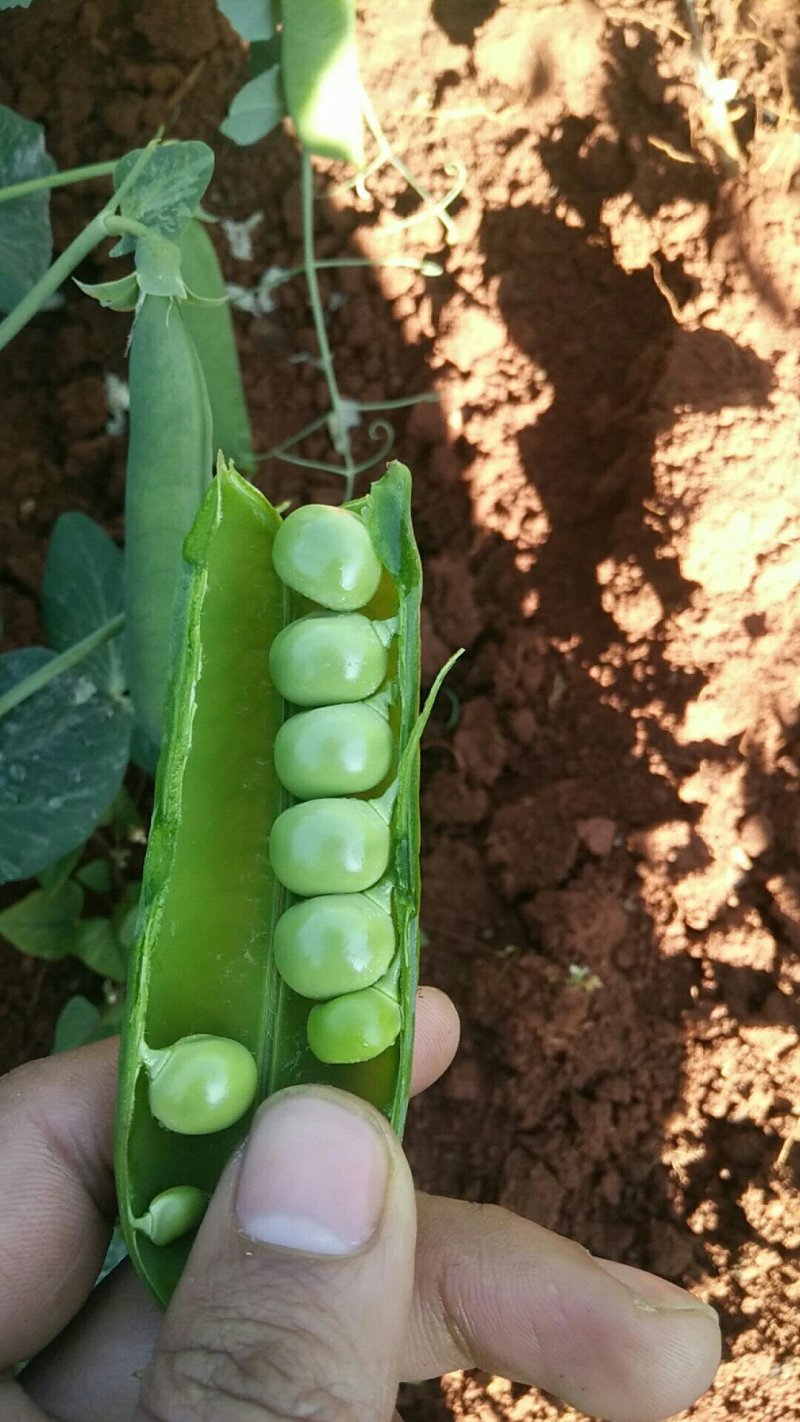 长寿仁豌豆较饱满