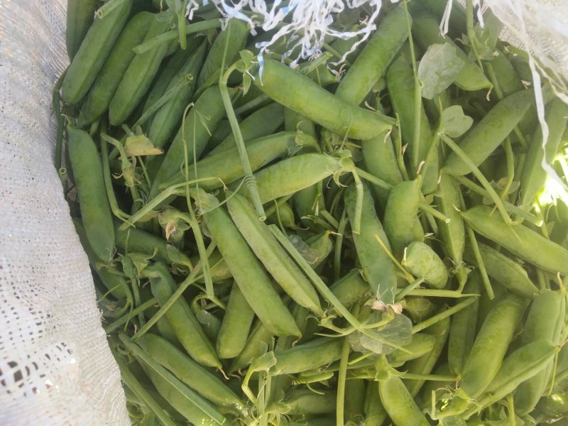 长寿仁豌豆较饱满