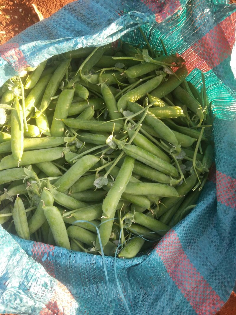 长寿仁豌豆较饱满