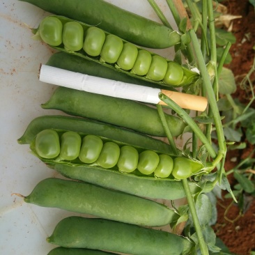 长寿仁豌豆较饱满
