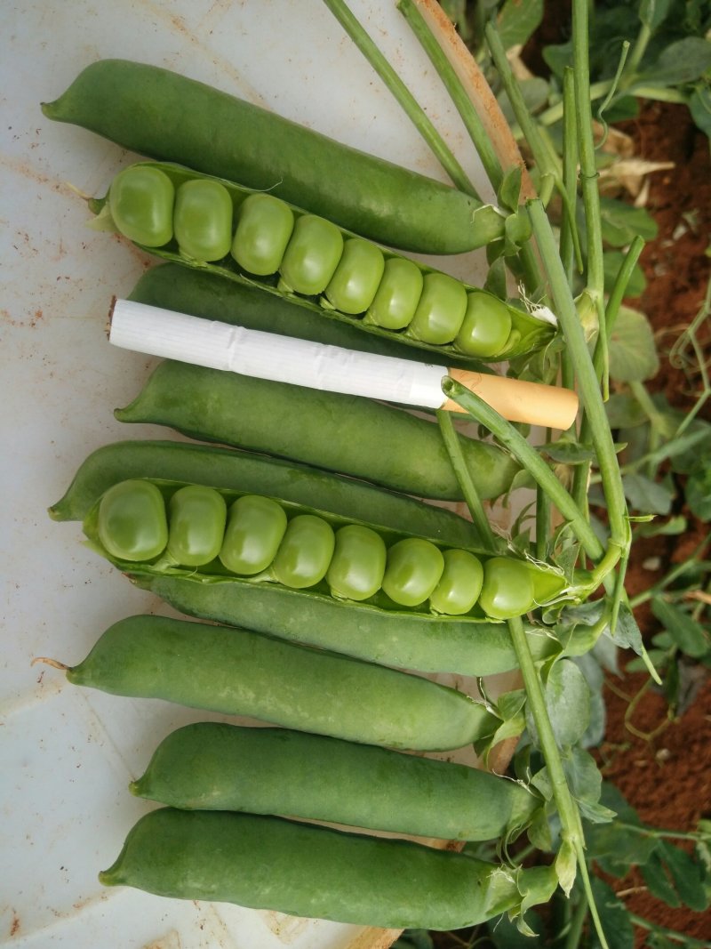 长寿仁豌豆较饱满