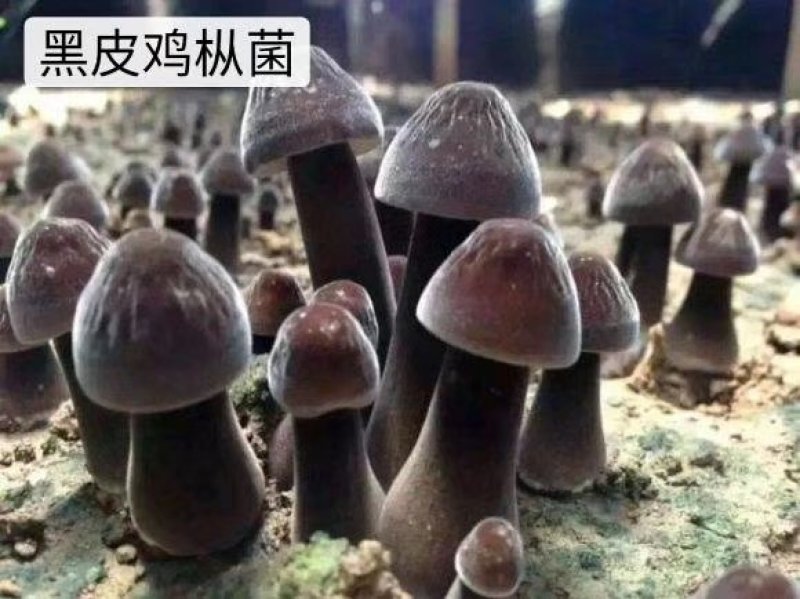 黑皮鸡枞人工种植是比较特殊菇类口感鲜美货源稳定