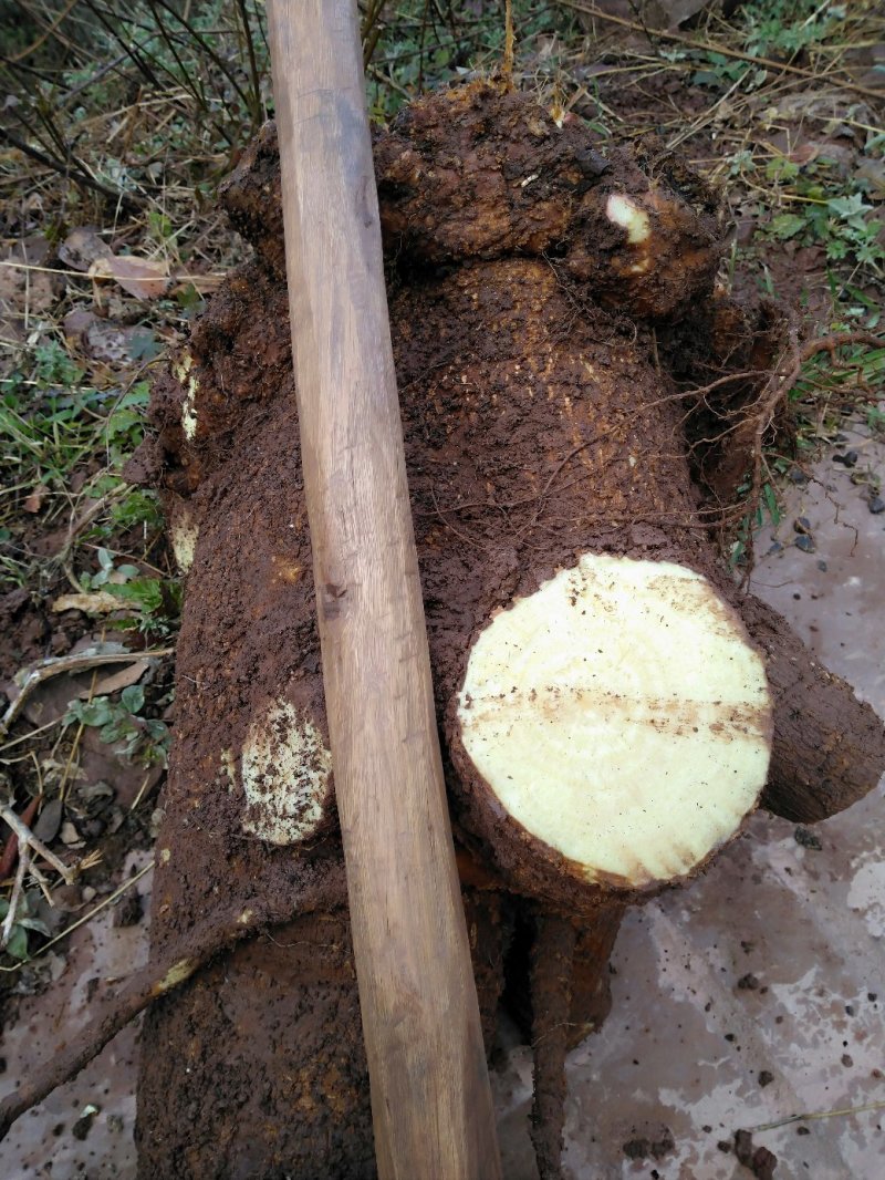 深山采挖的商陆，现挖现卖，现下单现挖，保证新鲜，量大优惠