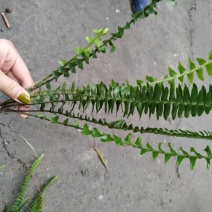 四川肾蕨种植地供应肾蕨地苗/杯苗规格齐全叶片丰富
