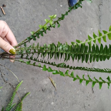 四川肾蕨种植地供应肾蕨地苗/杯苗规格齐全叶片丰富