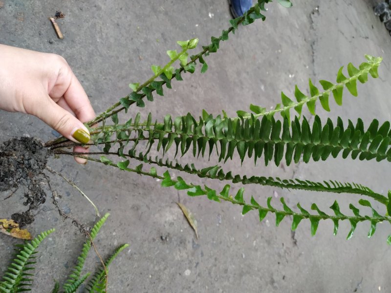 四川肾蕨种植地供应肾蕨地苗/杯苗规格齐全叶片丰富