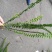 四川肾蕨种植地供应肾蕨地苗/杯苗规格齐全叶片丰富