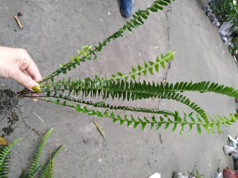 四川肾蕨种植地供应肾蕨地苗/杯苗规格齐全叶片丰富