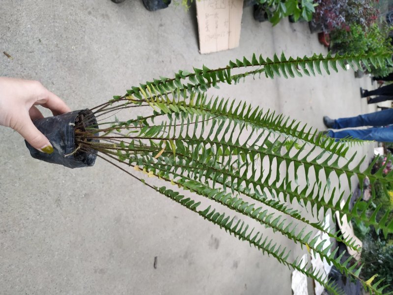 四川肾蕨种植地供应肾蕨地苗/杯苗规格齐全叶片丰富