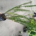 四川肾蕨种植地供应肾蕨地苗/杯苗规格齐全叶片丰富