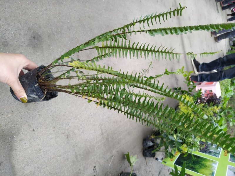 四川肾蕨种植地供应肾蕨地苗/杯苗规格齐全叶片丰富