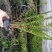 四川肾蕨种植地供应肾蕨地苗/杯苗规格齐全叶片丰富