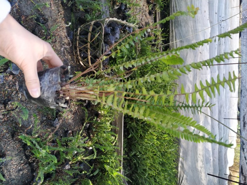 四川肾蕨种植地供应肾蕨地苗/杯苗规格齐全叶片丰富