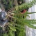 四川肾蕨种植地供应肾蕨地苗/杯苗规格齐全叶片丰富