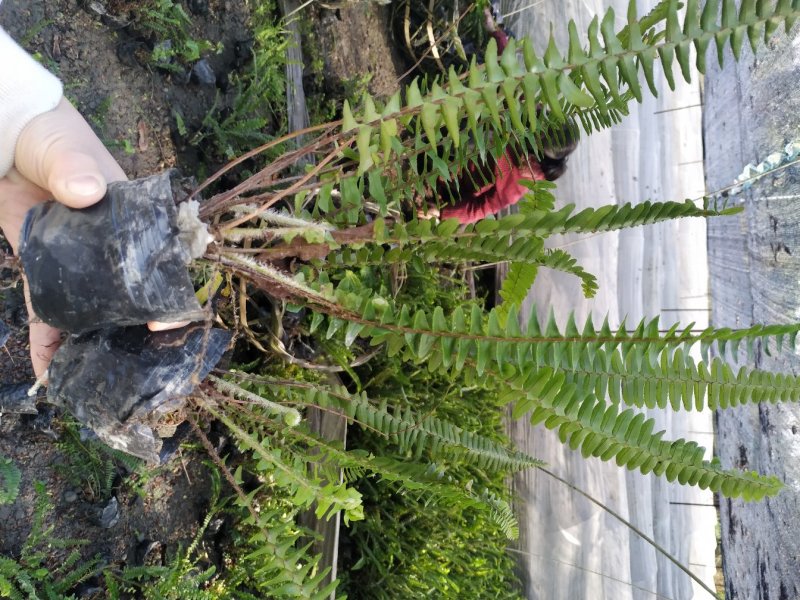 四川肾蕨种植地供应肾蕨地苗/杯苗规格齐全叶片丰富