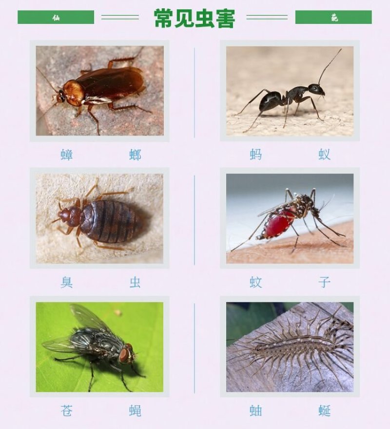 跳蚤杀虫剂家用气雾剂除螨虱子螨虫蟑螂蚂蚁臭虫喷雾介壳虫