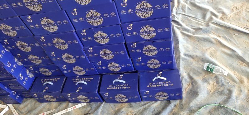 海南网纹瓜一级/品牌/蓝色妖姬系列/质量保证