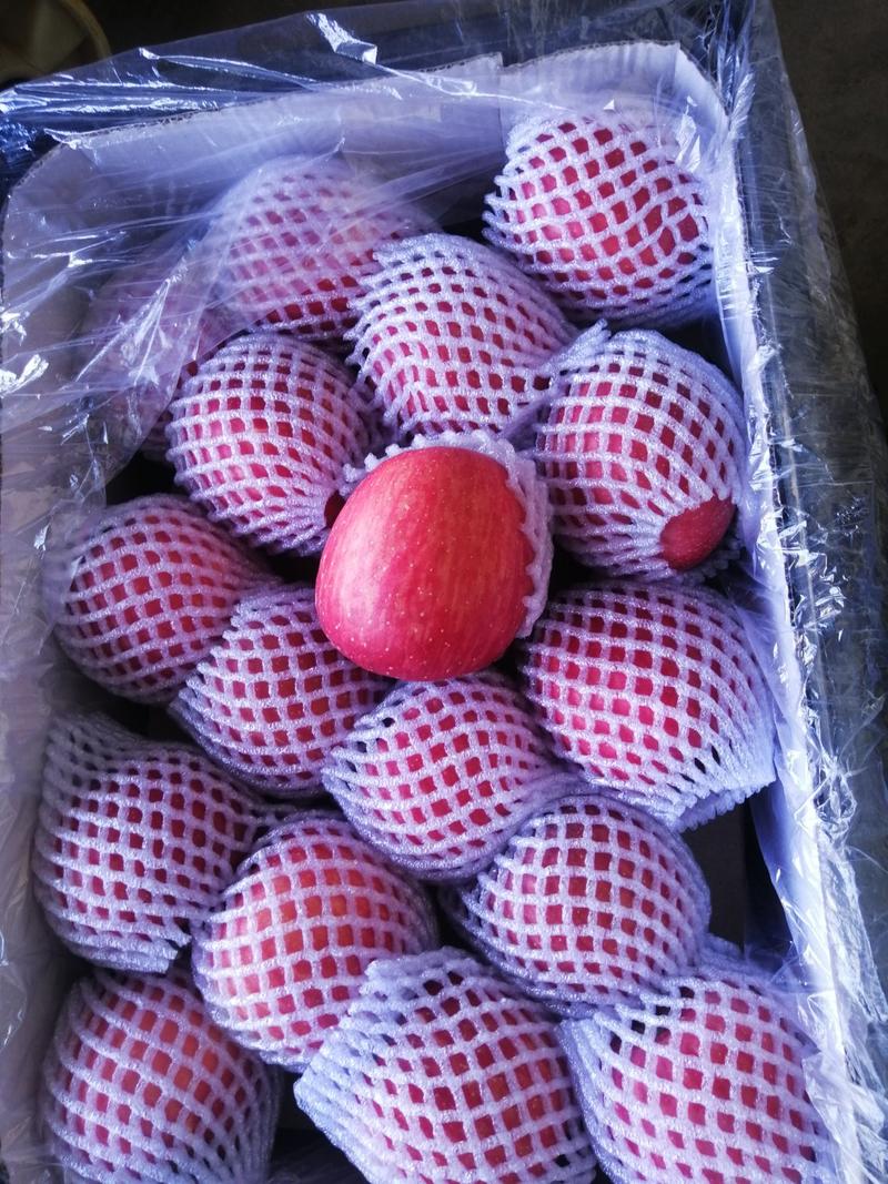 陕西纸袋冰糖心红富士，果形漂亮，口感脆甜，耐运输储存