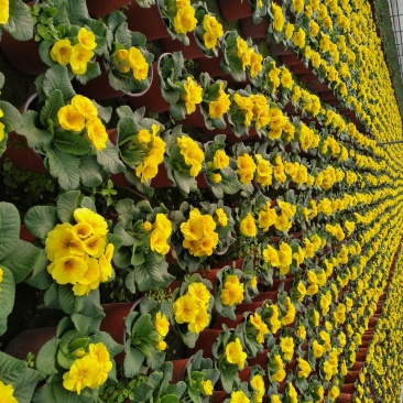 基地出售报春花冬季草花-报春花红色黄色玫红色都有货