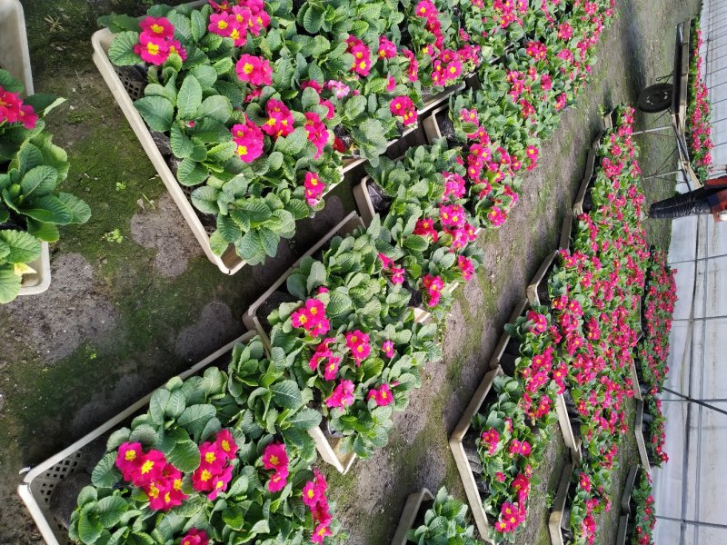 基地出售报春花冬季草花-报春花红色黄色玫红色都有货