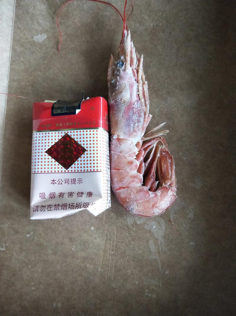 阿根廷红虾水产虾类红虾根廷红虾
