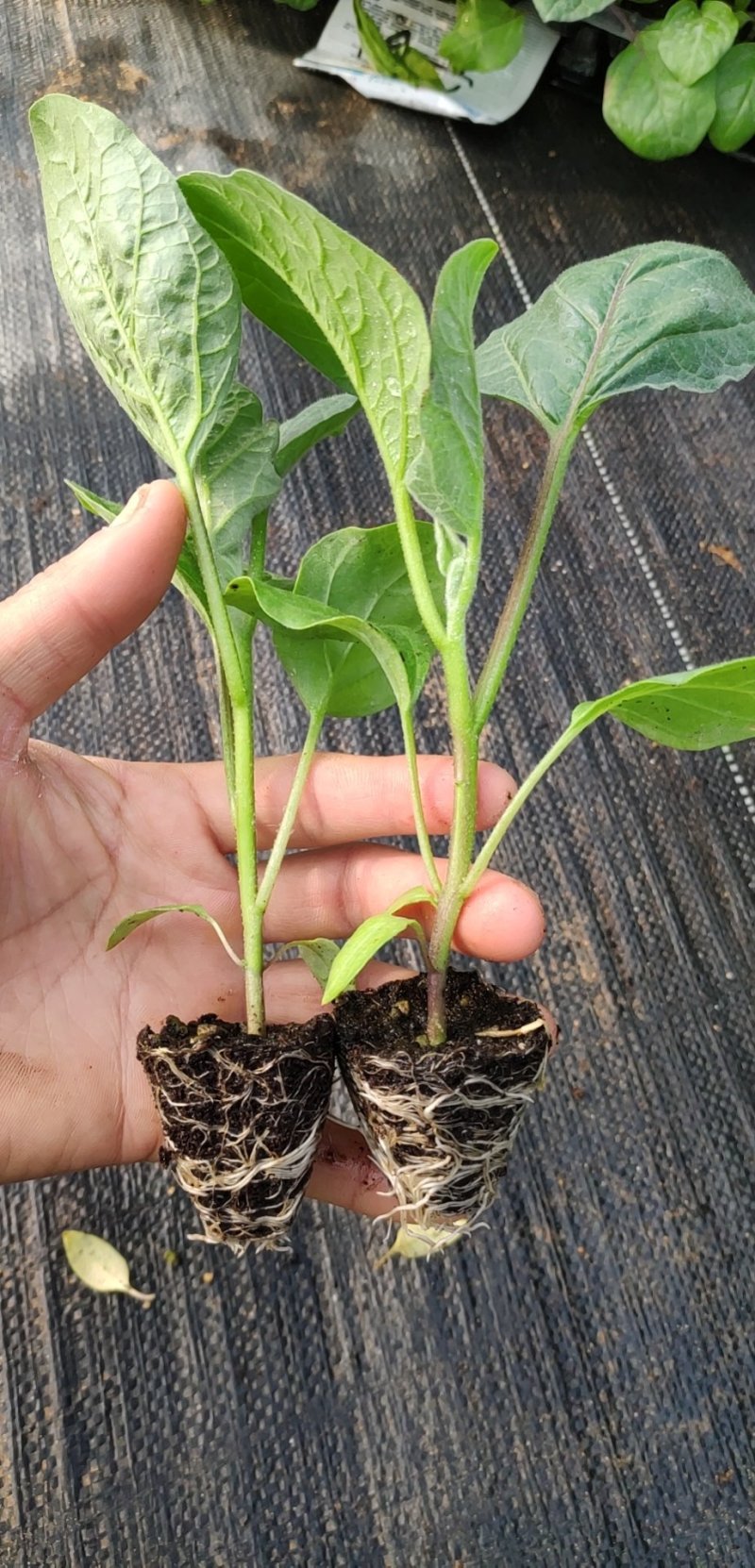 茄子苗，光泽颜色非常好的烧烤型中茄，南方畅销品种
