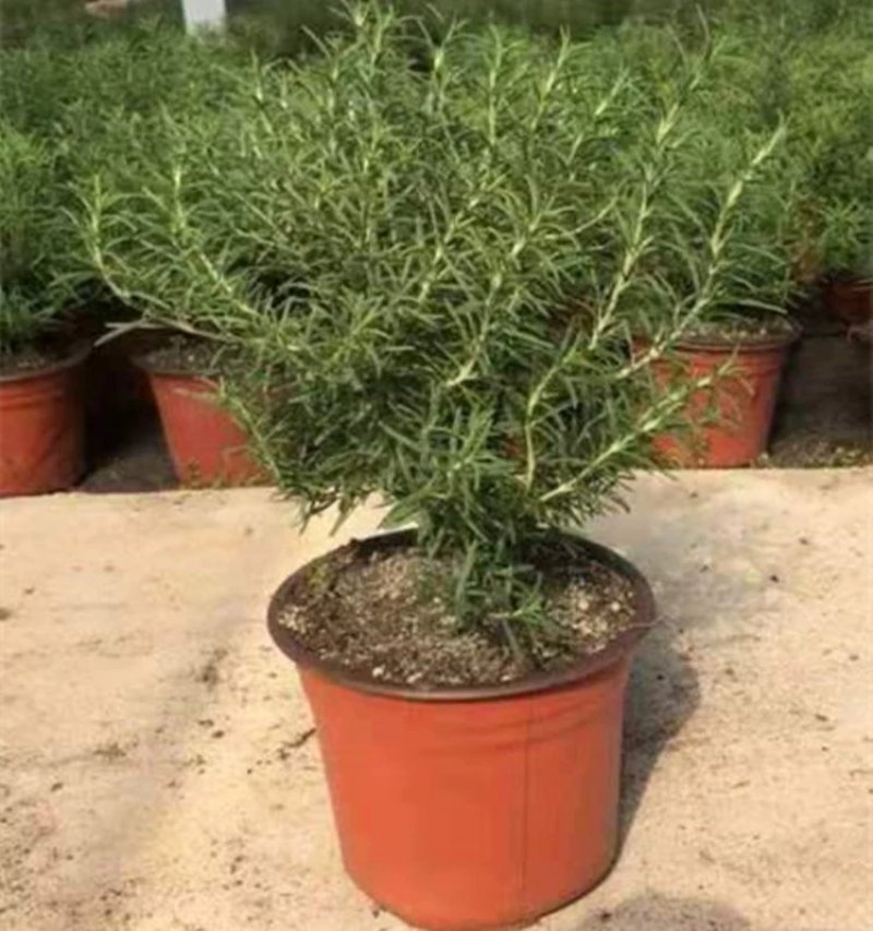迷迭香鲜枝条大叶和小叶精品迷迭香种苗两年整棵大苗